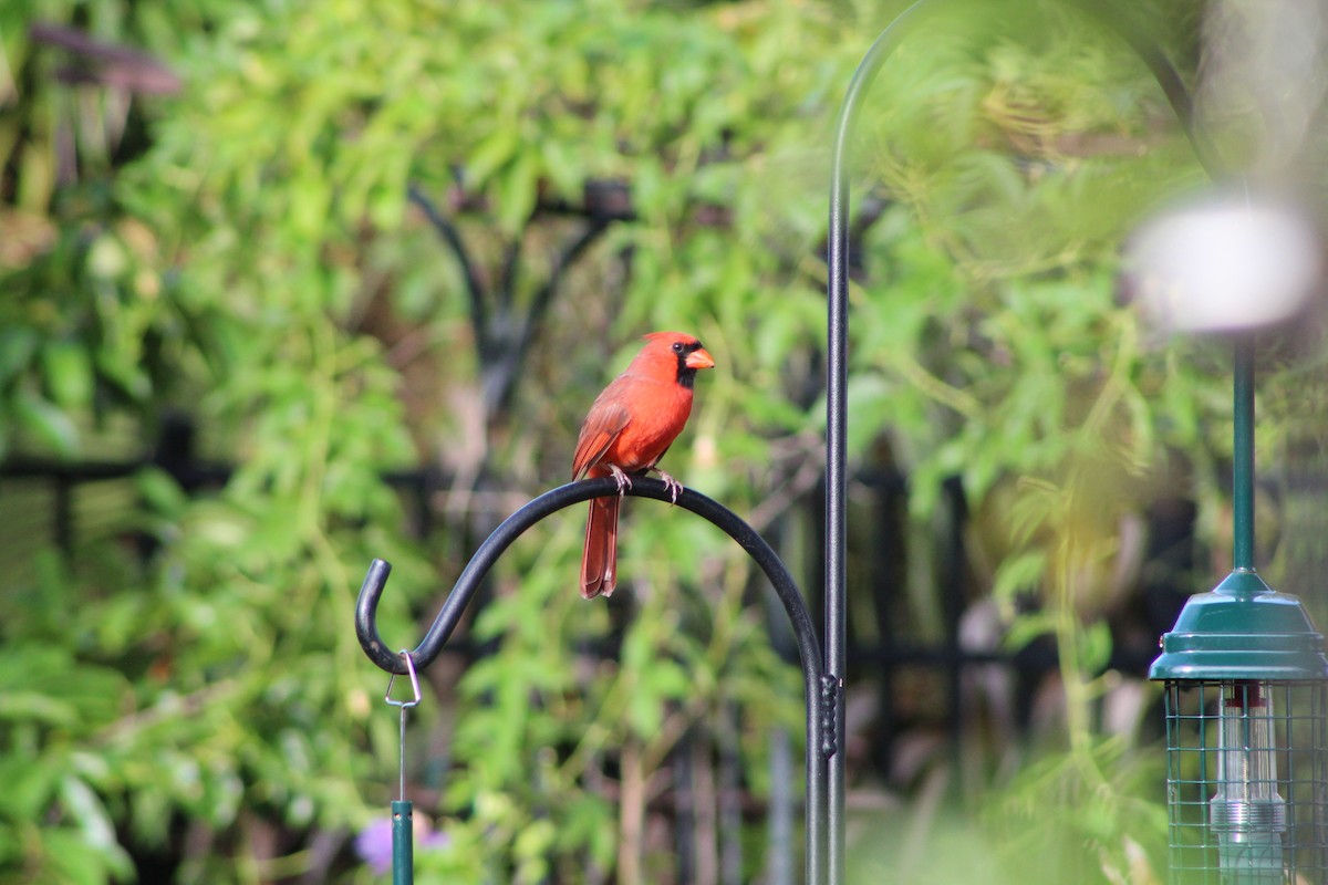 Northern Cardinal - ML643303478