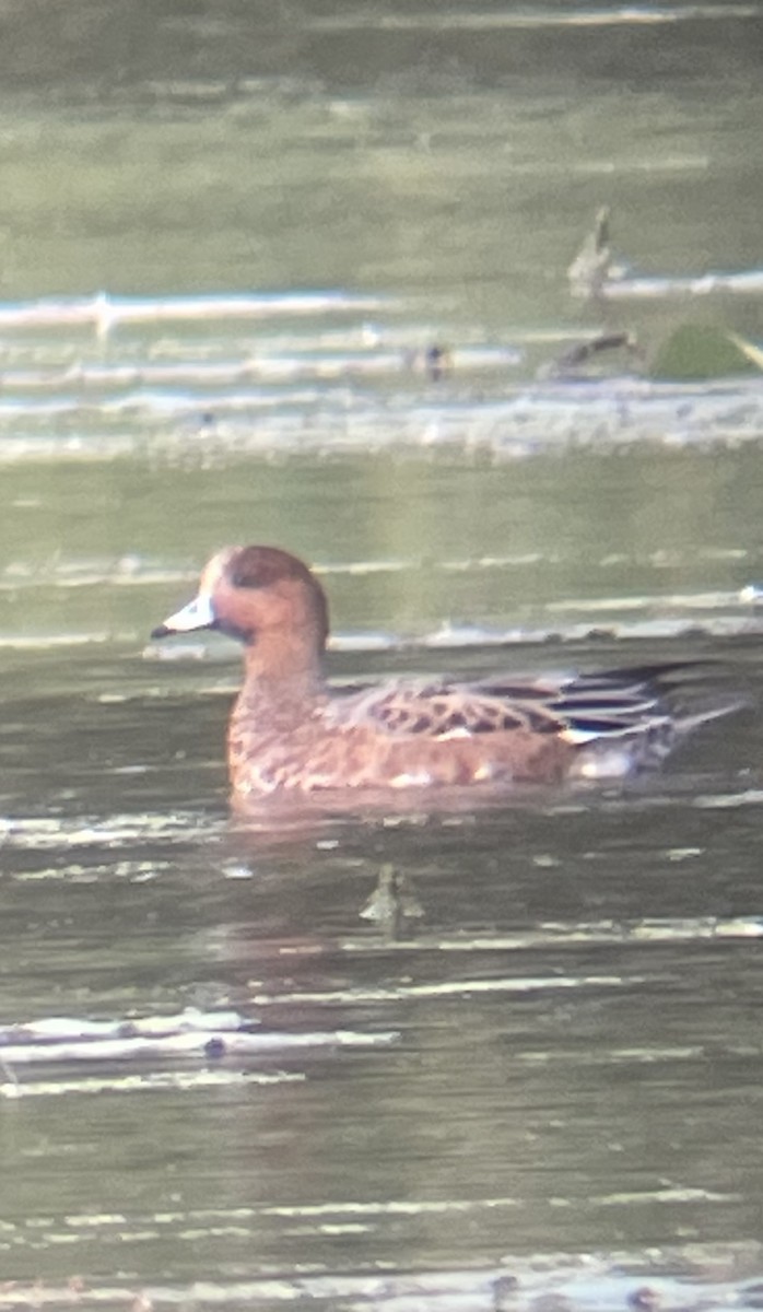 Eurasian Wigeon - ML643303479