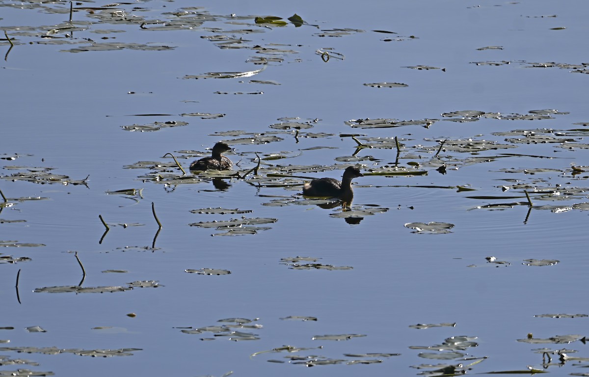 Pied-billed Grebe - ML643303490