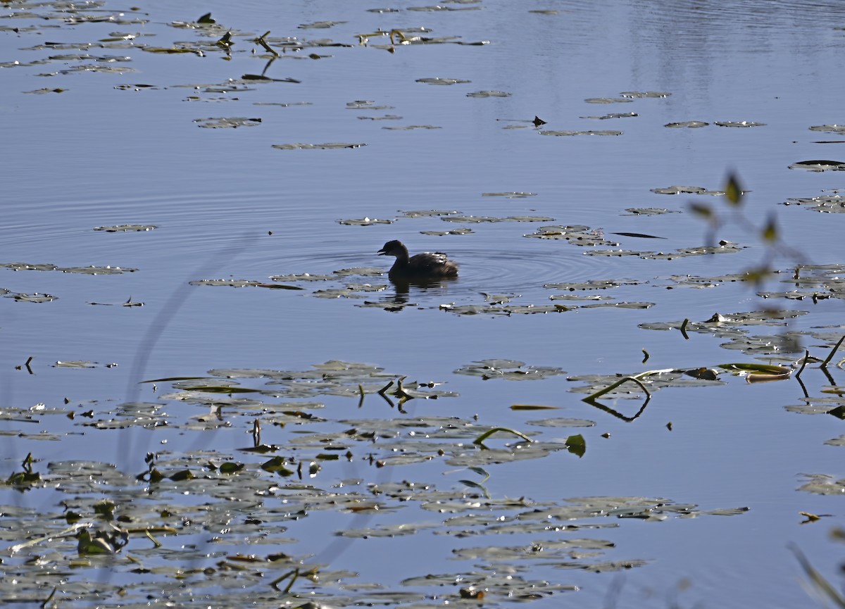 Pied-billed Grebe - ML643303491