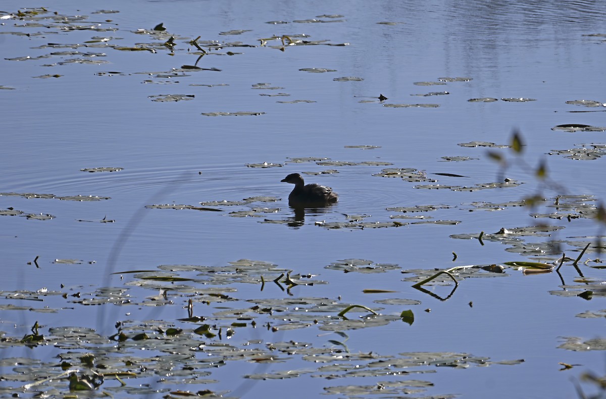Pied-billed Grebe - ML643303492