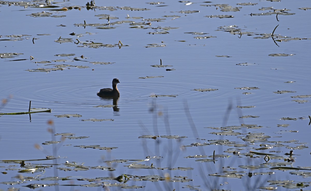 Pied-billed Grebe - ML643303493