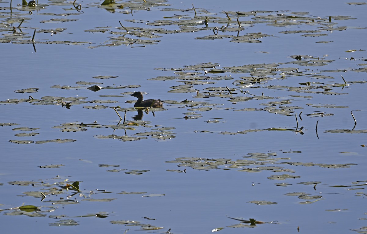 Pied-billed Grebe - ML643303494