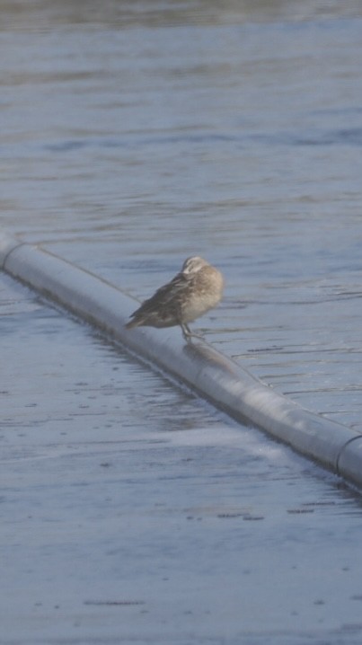 Garganey - ML643303499