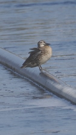 Garganey - ML643303500