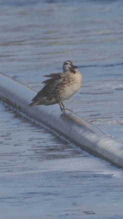 Garganey - ML643303501