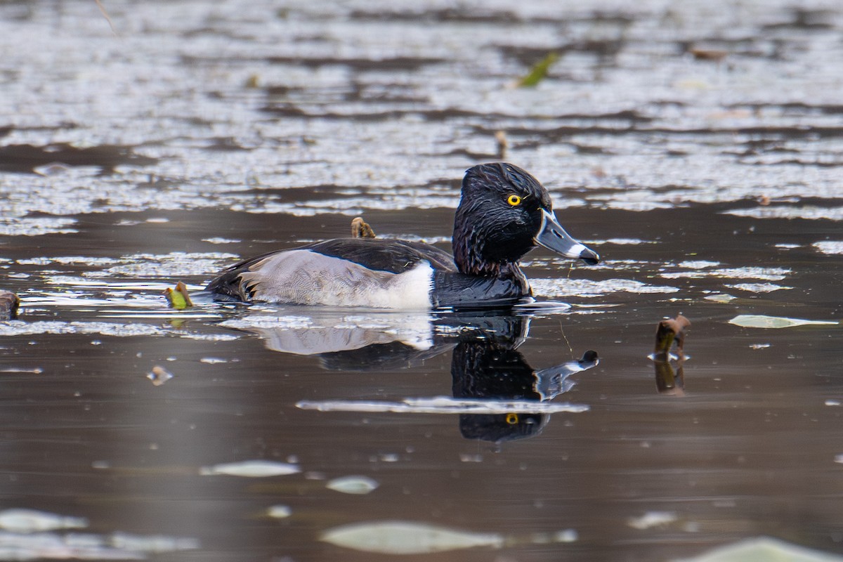 Ring-necked Duck - ML643303503