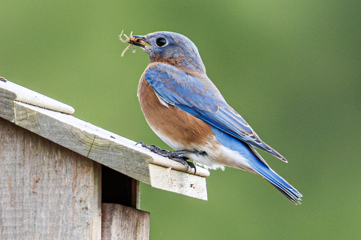 Eastern Bluebird - ML643303535