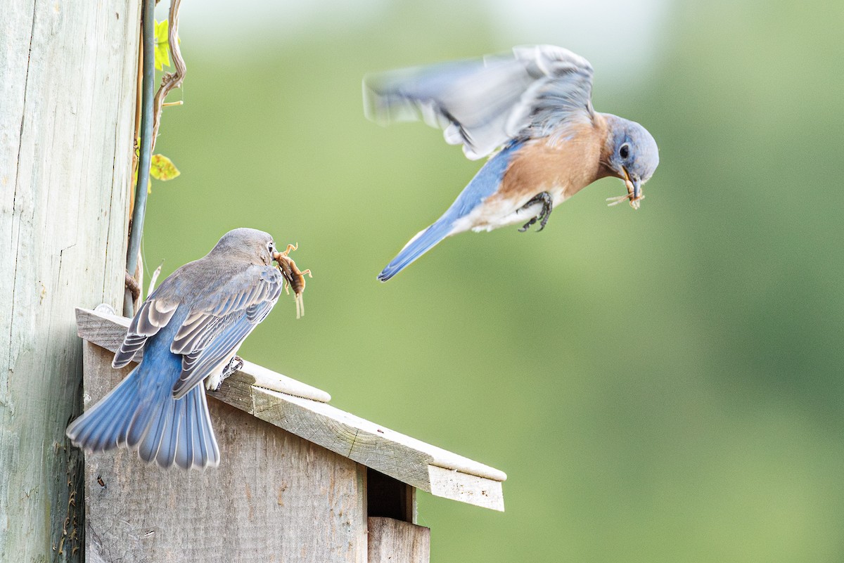Eastern Bluebird - ML643303536