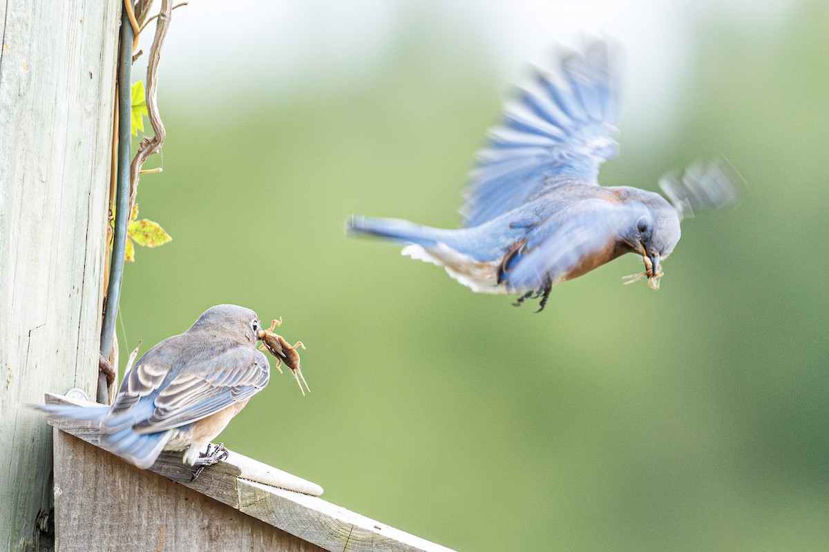 Eastern Bluebird - ML643303538