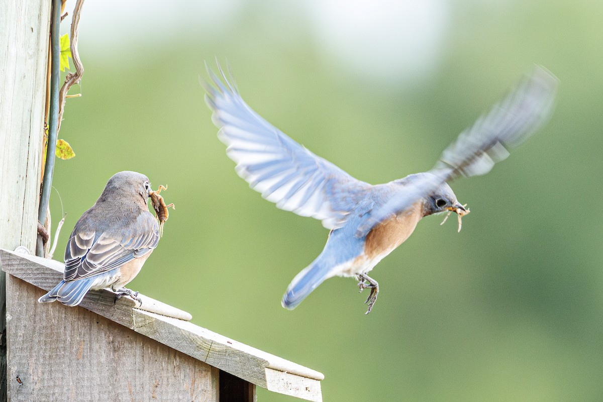 Eastern Bluebird - ML643303539