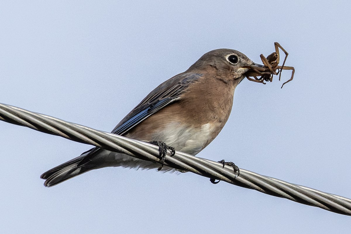 Eastern Bluebird - ML643303540