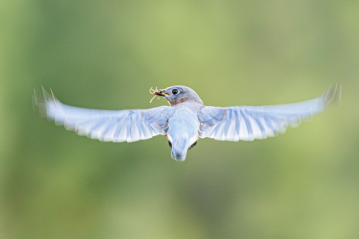 Eastern Bluebird - ML643303541