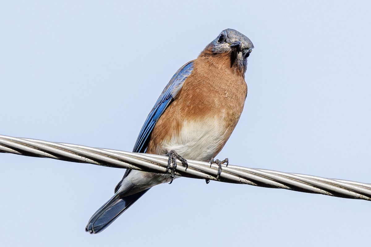 Eastern Bluebird - ML643303544