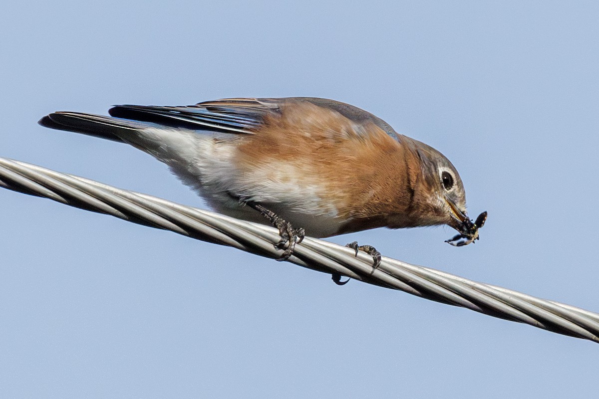 Eastern Bluebird - ML643303545