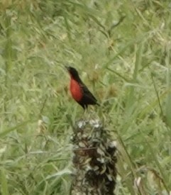 Al Göğüslü Loyka - ML643303550