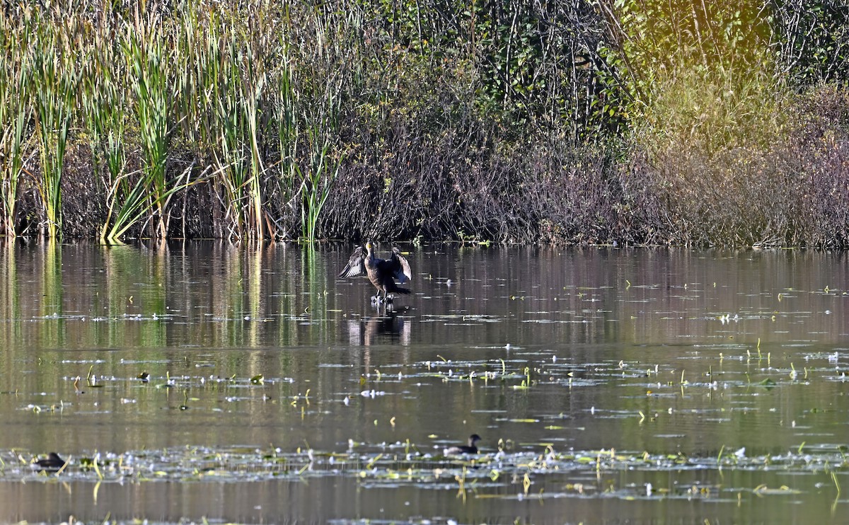 Double-crested Cormorant - ML643303563