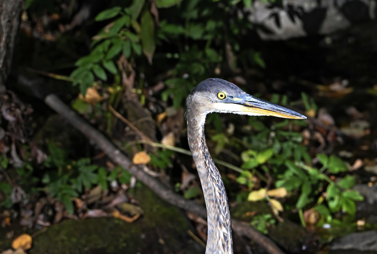 Great Blue Heron - ML643303597