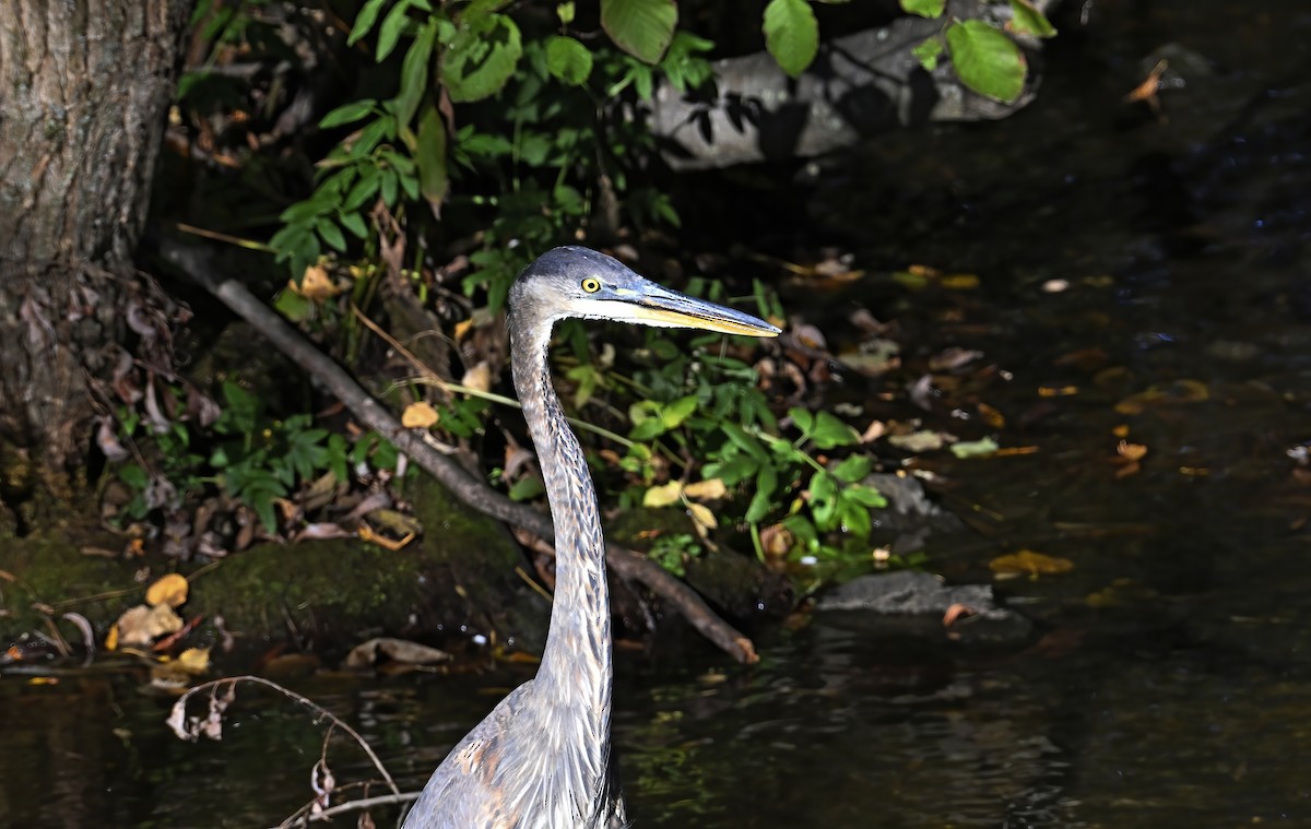 Great Blue Heron - ML643303598