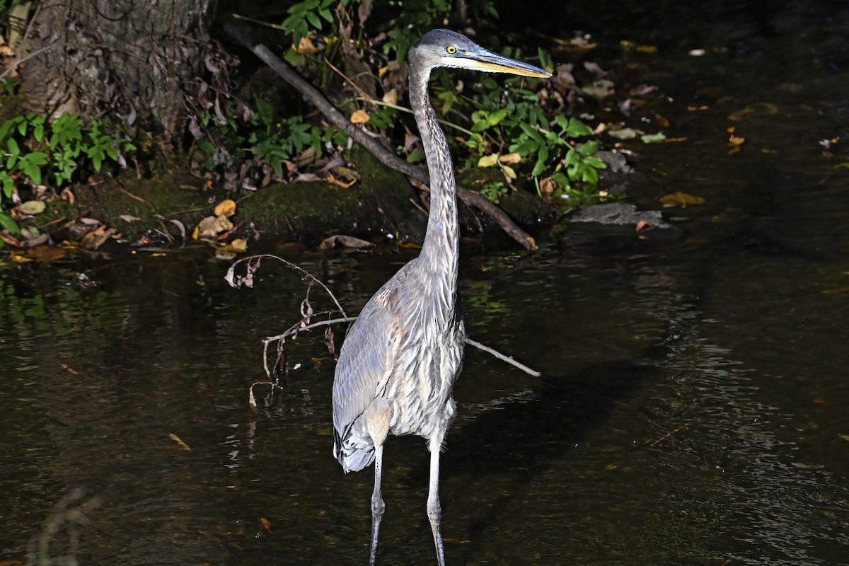 Great Blue Heron - ML643303599