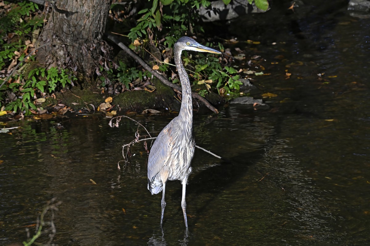 Great Blue Heron - ML643303600