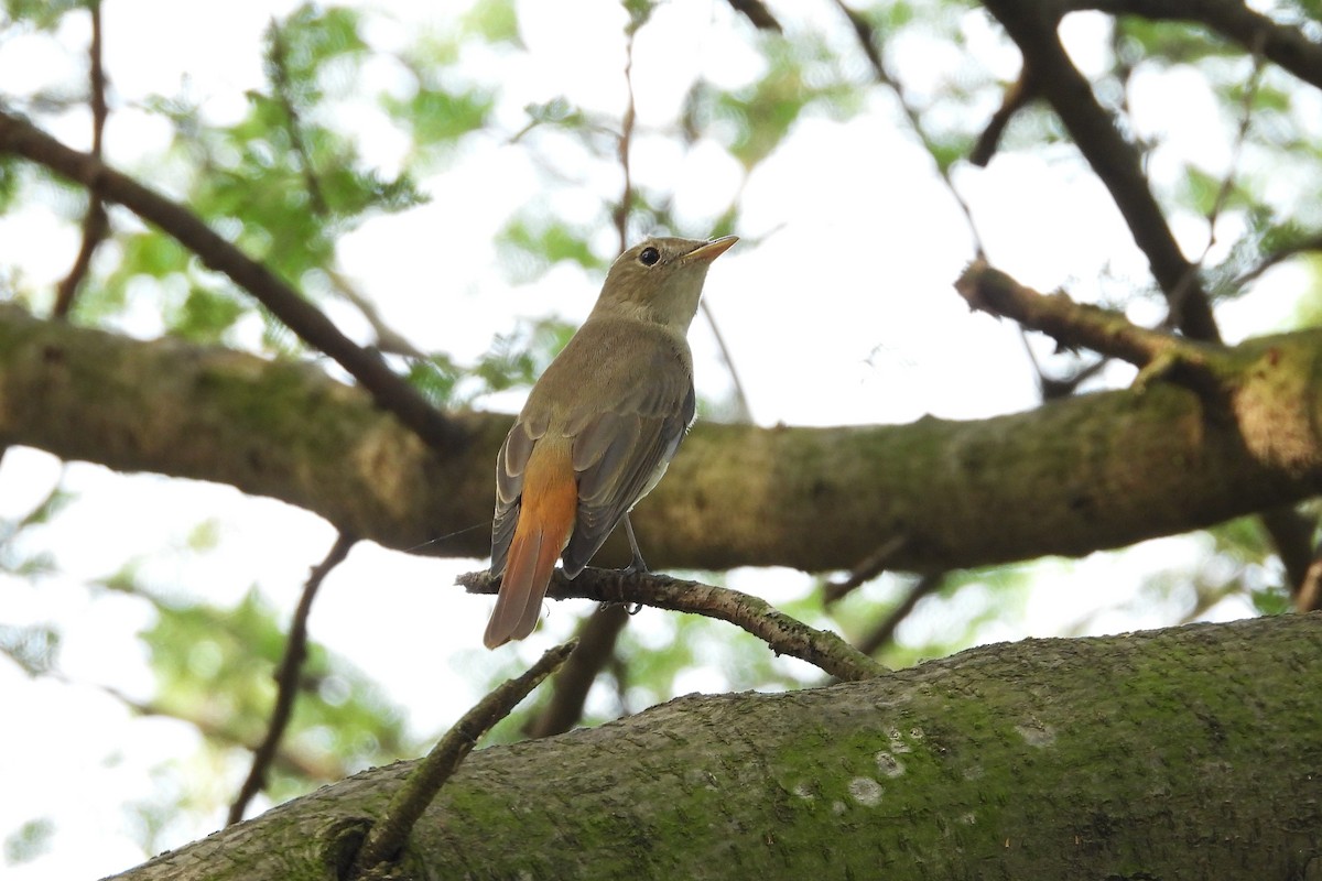 Rusty-tailed Flycatcher - ML643303616