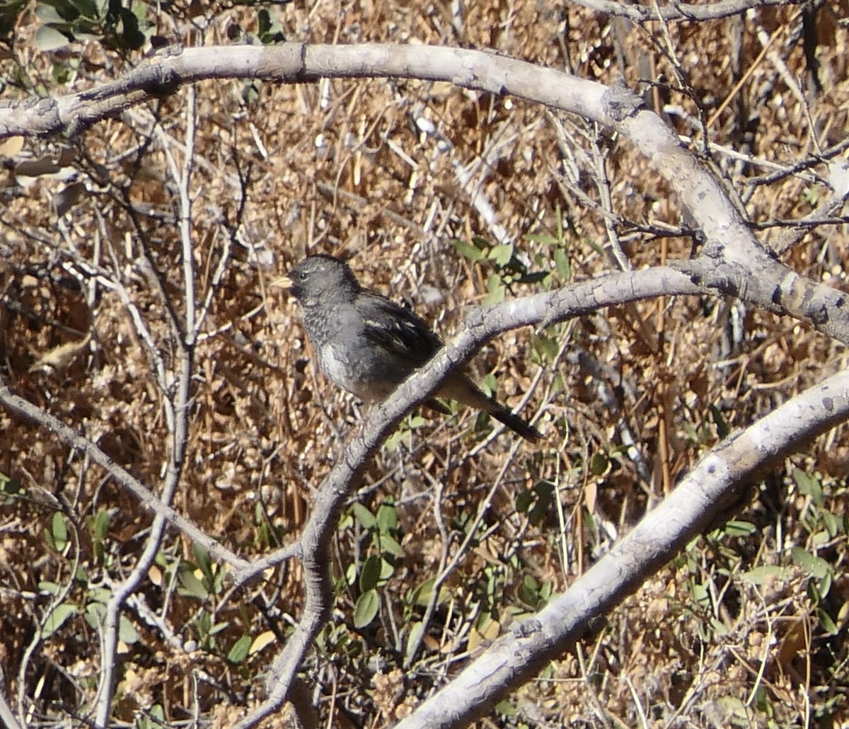 Mourning Sierra Finch - ML643303623