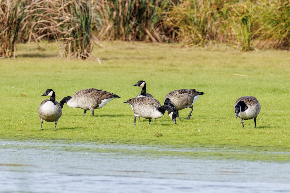 Canada Goose - ML643303632