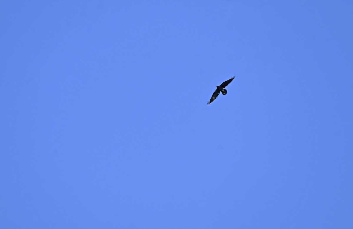 Common Raven - ML643303635