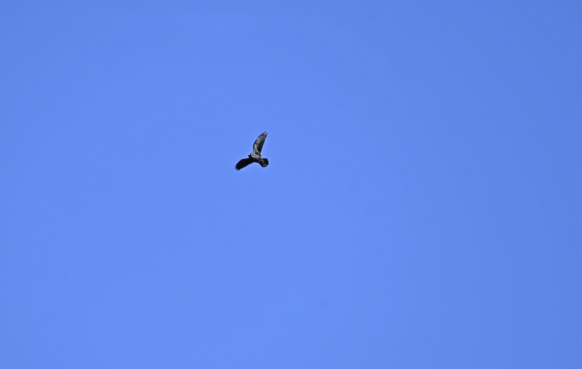 Common Raven - ML643303636