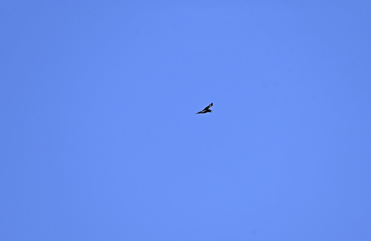Common Raven - ML643303637