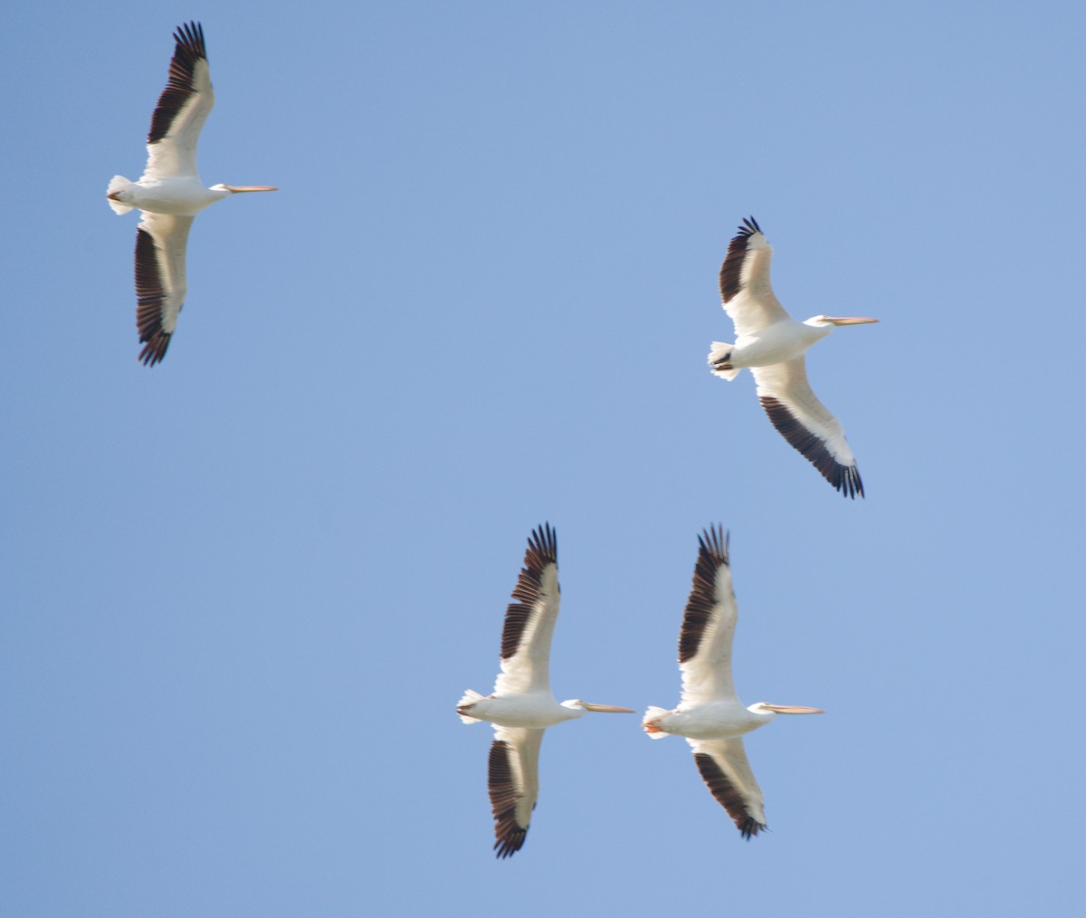 American White Pelican - ML643303643
