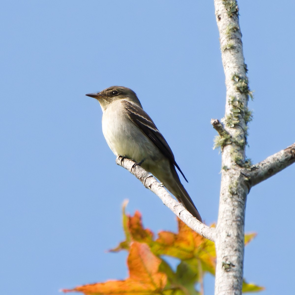 Eastern Phoebe - ML643303647