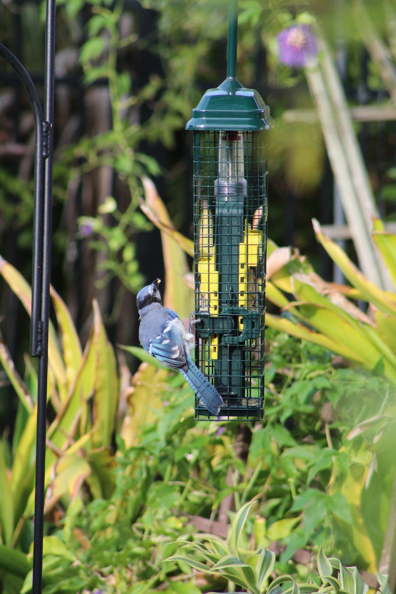 Blue Jay - ML643303648