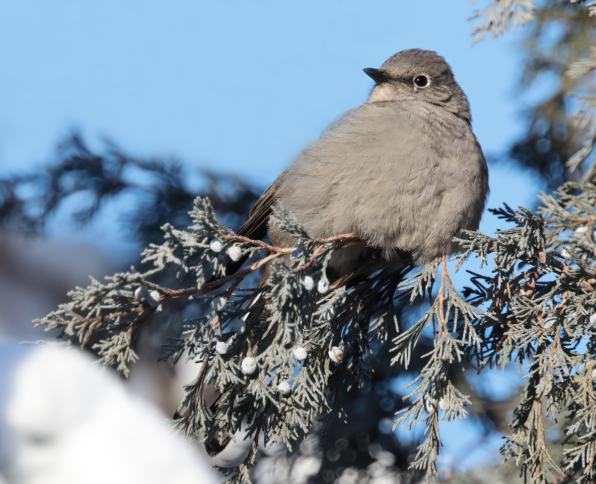 Townsend's Solitaire - ML643303653
