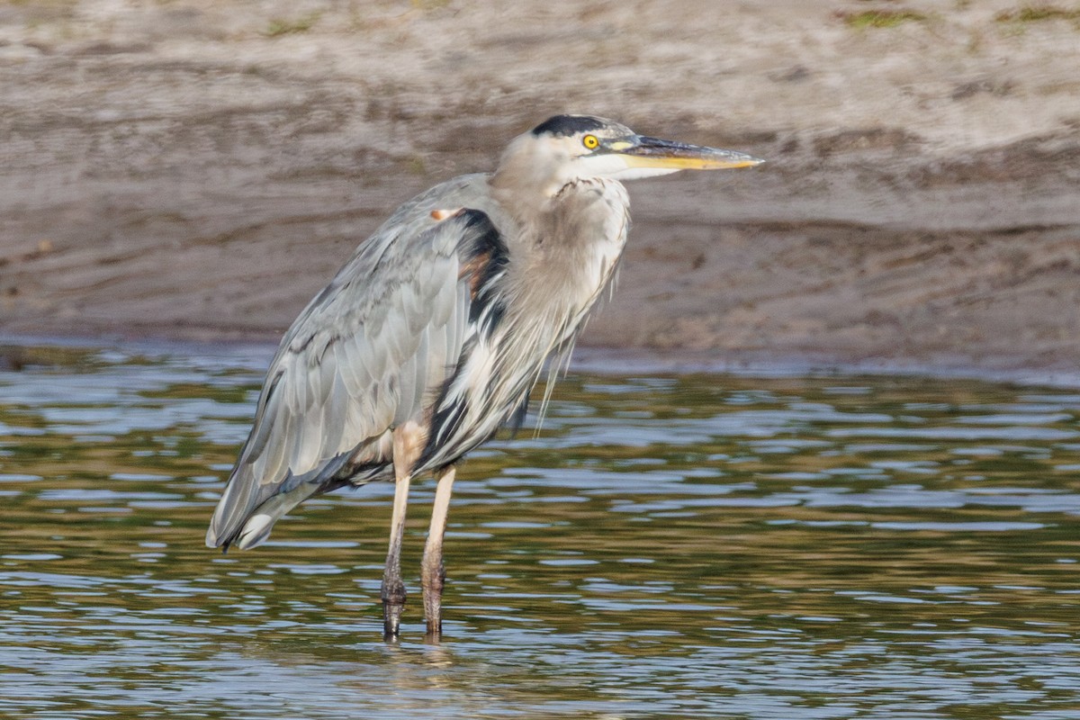 Great Blue Heron - ML643303658