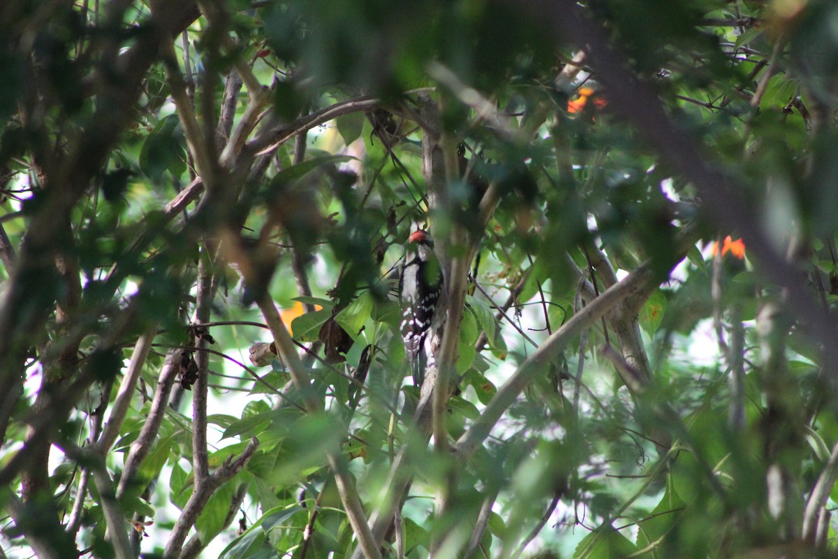 Downy Woodpecker - ML643303663