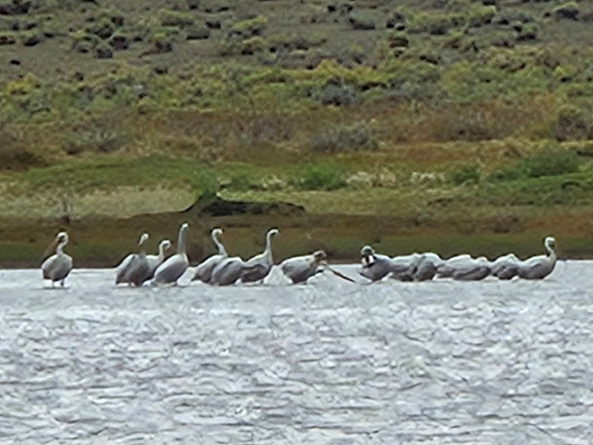 American White Pelican - ML643303677