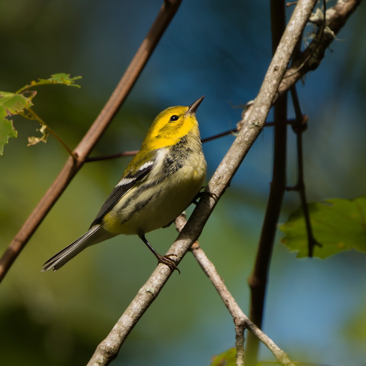 Black-throated Green Warbler - ML643303678