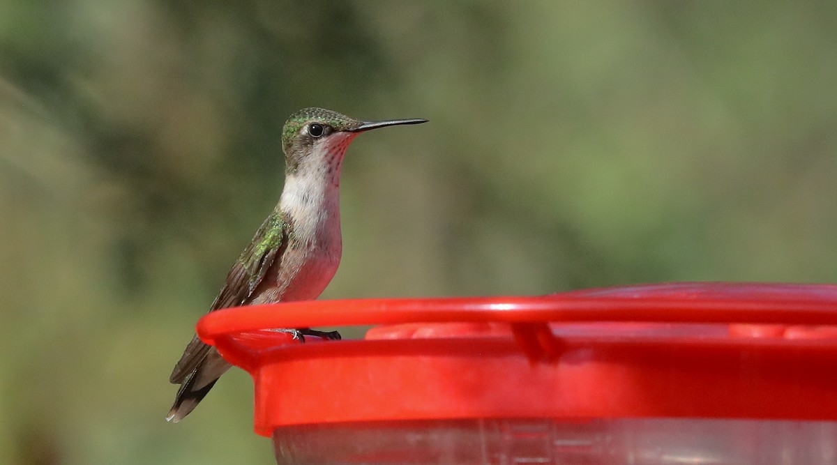 Ruby-throated Hummingbird - ML643303680
