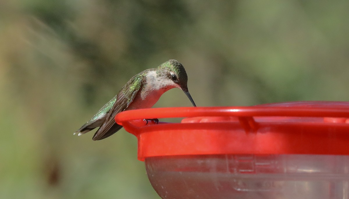 Ruby-throated Hummingbird - ML643303681