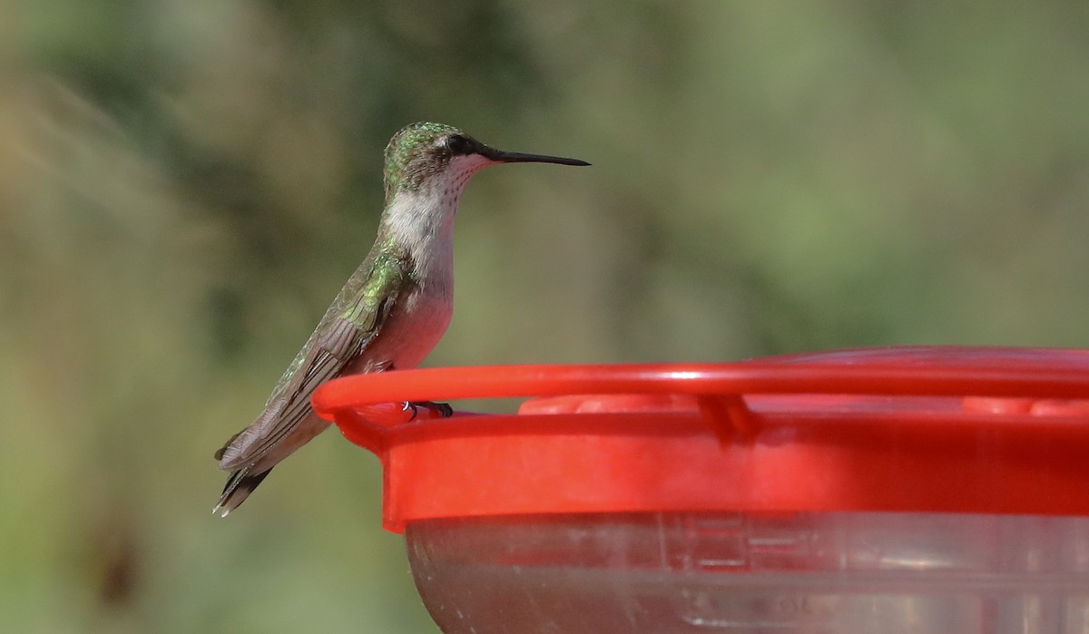 Ruby-throated Hummingbird - ML643303682