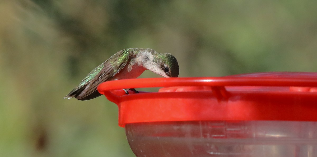 Ruby-throated Hummingbird - ML643303683