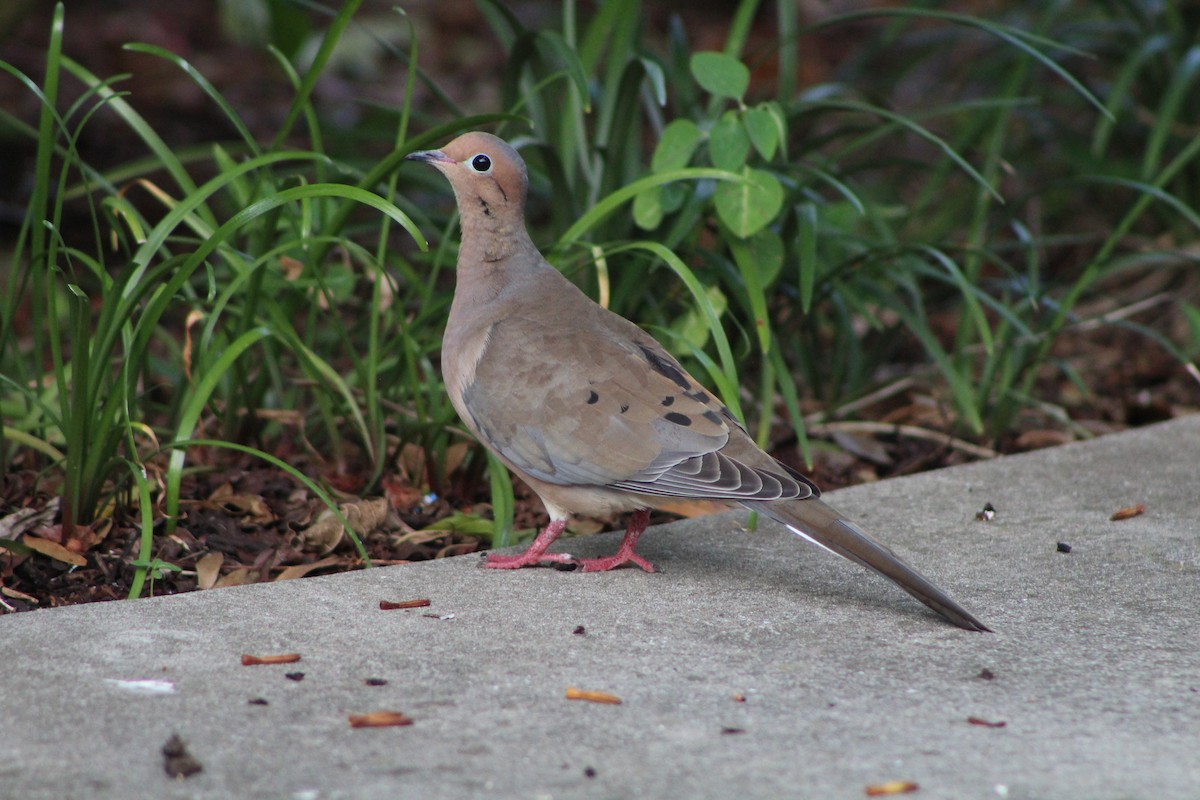 Mourning Dove - ML643303684