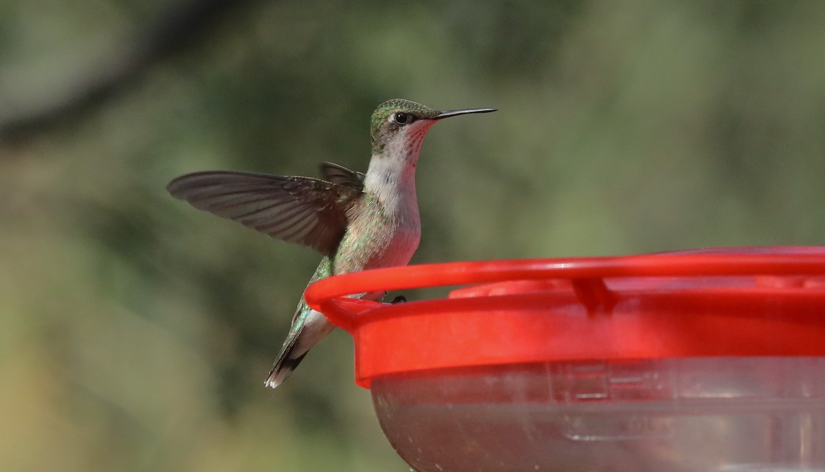 Ruby-throated Hummingbird - ML643303685