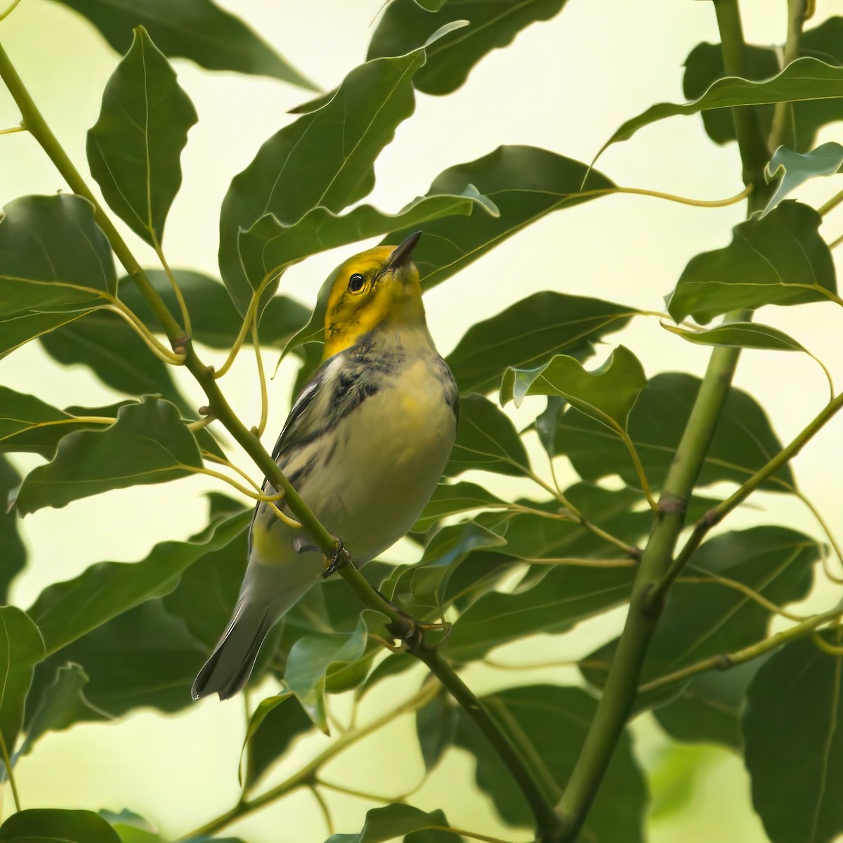 Black-throated Green Warbler - ML643303688