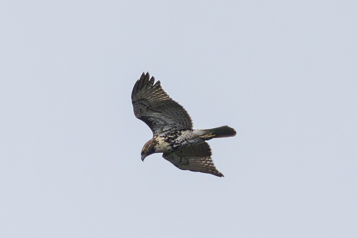 Red-tailed Hawk - ML643303703