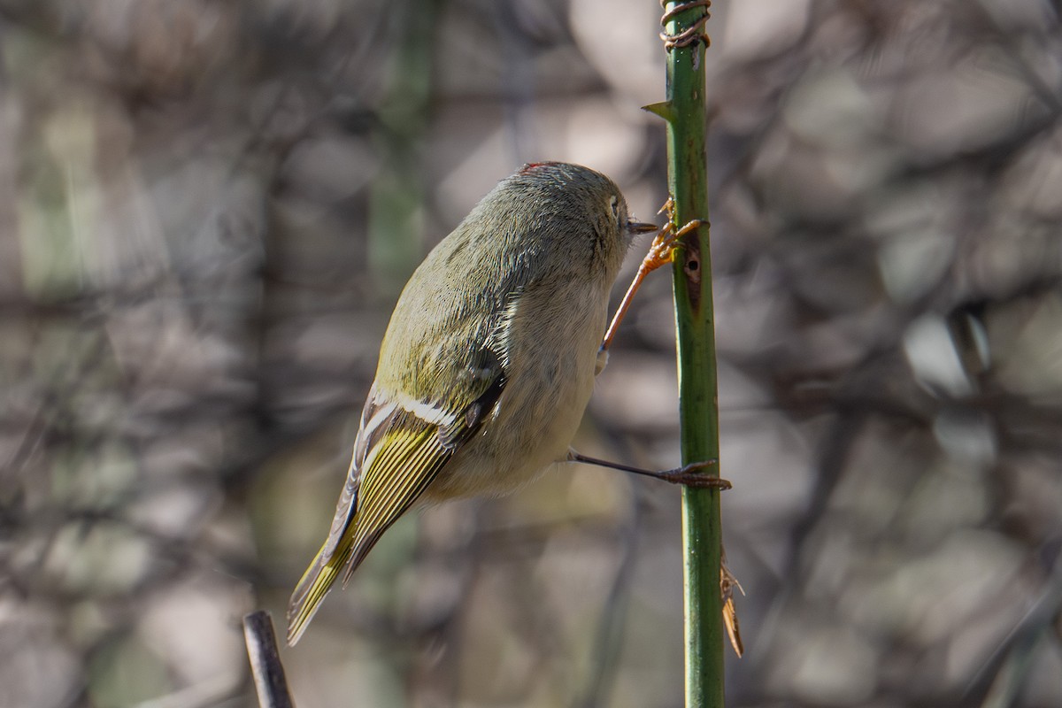 Ruby-crowned Kinglet - ML643303726