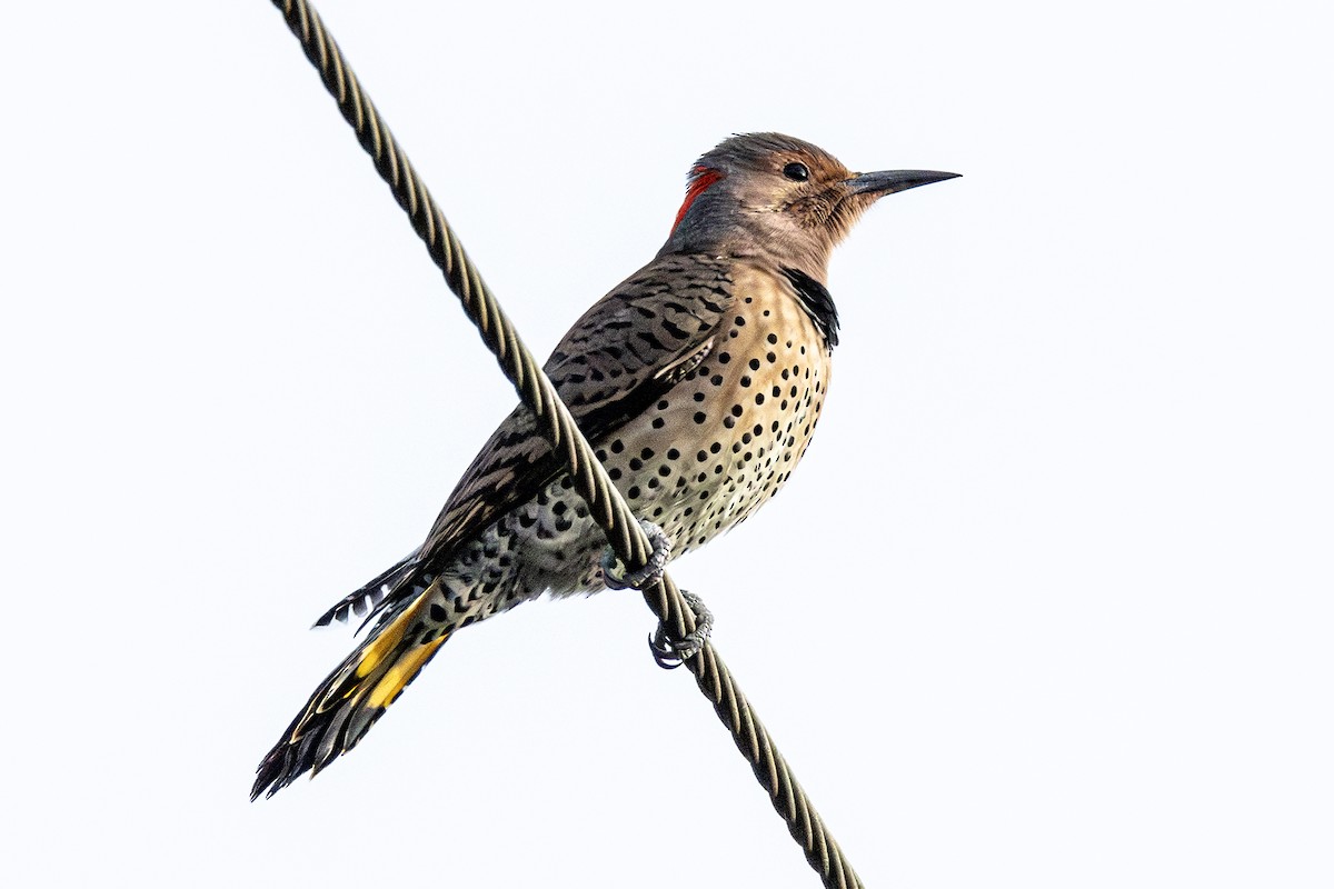 Northern Flicker - ML643303732