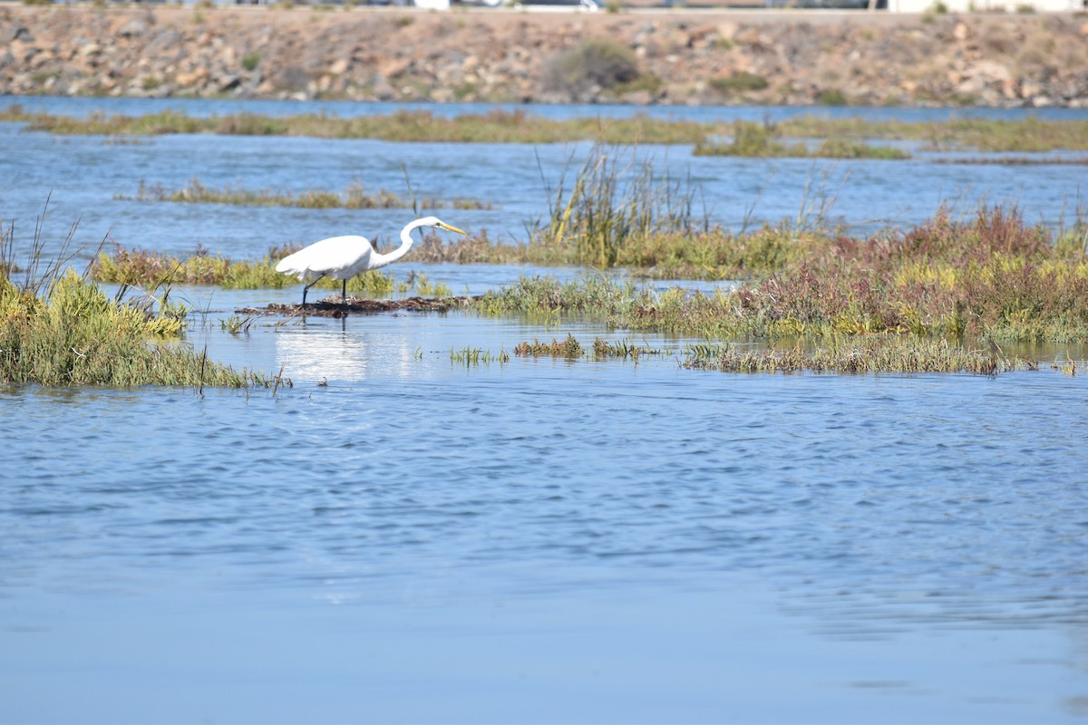 Great Egret - ML643303737